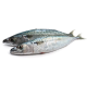 Sardine Fish